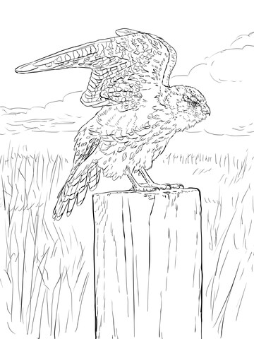 Merlin On A Post Coloring Page